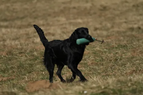 @ workshop, 2 years oldF: A. Čeh